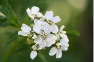 Common Yarrow